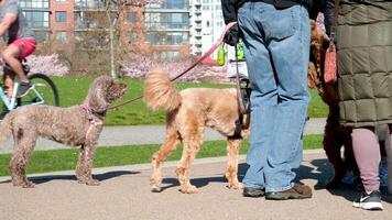 Vancouver, BC, Canada. David Lam Park walk with dogs in park animal life run communicate dogs get to know each other walk breathe fresh air The camera shoots down the legs of people and various pets video