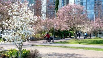 David Lam Park spring in big city cherry blossoms skyscrapers strolling pedestrians Pacific Ocean ships all this in several videos that can make good movie geese cyclists families women and men