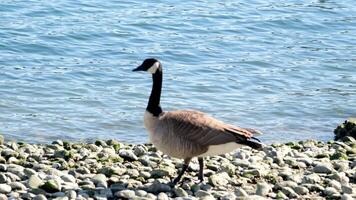 Canadian goose walking in green grass and mud near lake pond video