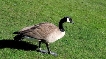 Closeup shot of a Canada goose head and neck with blinking eye video