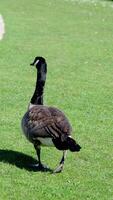 langzaam afgespeelt detailopname van Canada gans door water en riet opening haar bek detailopname schot van een Canada gans hoofd en nek met knippert oog video