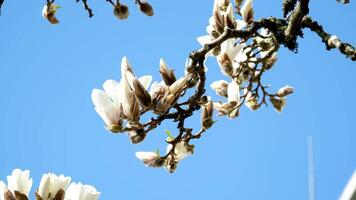 Sunny spring day. Magnolia flowers on tree branch against blue sky. Delicate pale pink, purple petals of exotic flower. Floral botvic background. Summer natural backdrop. Copy space. Selective focus. video