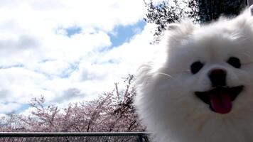 David lam Park Yaletown schön Haustier Spaziergänge auf Straße während das Kirsche Blüten, ein pommerschen im ein Blau Bluse geht vorbei durch das Kamera gegen das Himmel zeigt an das Zunge flauschige gepflegt schön Hund video