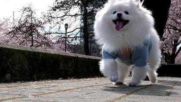 David Lam Park Yaletown beautiful pet walks on street during the cherry blossoms, a pomeranian in a blue blouse passes by the camera against the sky shows the tongue fluffy well-groomed beautiful dog video