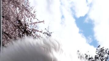 David Lam Park Yaletown beautiful pet walks on street during the cherry blossoms, a pomeranian in a blue blouse passes by the camera against the sky shows the tongue fluffy well-groomed beautiful dog video