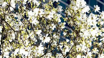 fiorire fiori magnolia albero nel primavera video