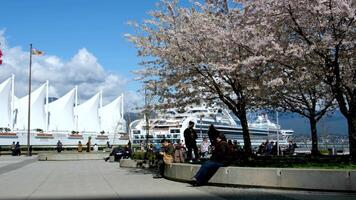 Canada Place cherry blossoms against the backdrop of a cruise liner and white sails People walking taking pictures relaxing on day off after hours at lunchtime light breeze is waving flag on blue sky video