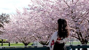 een middelbare leeftijd vrouw in haar jaren 40, helder gezicht, Vrolijk, gekleed in Koreaans hanbok, onder een sakura bloesem boom. video