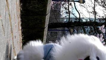 david justicia parque yaletown hermosa mascota camina en calle durante el Cereza flores, un pomeranio en un azul blusa pasa por el cámara en contra el cielo muestra el lengua mullido bien arreglado hermosa perro video