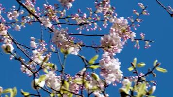 Burr Bahnhof schön Bäume blühen im Frühling im April in der Nähe von Wolkenkratzer und Skytrain Bahnhof Magnolie Kirsche blühen japanisch Sakura Weiß rot Blumen verschlingen Blau Himmel ohne Wolken Innenstadt Aussicht video