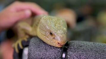 skink persistente Salomão ilhas esfolado, Além disso conhecido Como cauda preênsil esfolado, rabo de macaco esfolado, gigante esfolado, zebra esfolado, e macaco esfolado, é a arbóreo espécies do skink endêmico video