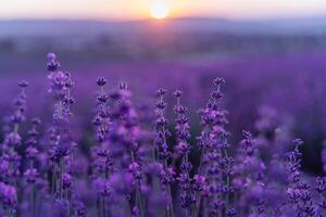 Lavender flower background. Violet lavender field sanset close up. Lavender flowers in pastel colors at blur background. Nature background with lavender in the field. photo