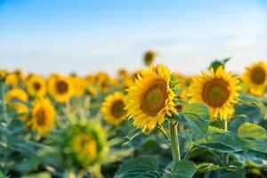 un hermosa campo de girasoles en contra el cielo en el noche ligero de un verano puesta de sol. rayos de sol mediante el flor campo. natural antecedentes. Copiar espacio. foto