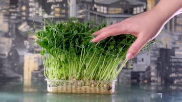 carrera mojado guisante coles con tu mano, microverduras, hembra mano, gotas de agua mosca en diferente direcciones, lento movimiento en contra el fondo de un noche ciudad, vaso mesa, germinar granos video