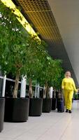 content Jeune souriant femme en marchant avec bagage à aéroport Terminal, de bonne humeur milieu est femelle en portant passeport avec des billets et porter valise tandis que Aller à vol Départ portail, copie espace video