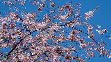 bloeiende kers en magnolia bomen wolkenkrabbers blauw lucht zonder wolken mooi takken versierd met bloemen in groot stad van Vancouver in Canada burard station netheid versheid voorjaar video