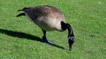 baby goslings eating in green grass followed by adult Canada goose. Canada geese can establish breeding colonies in urban and cultivated areas, which provide food and few natural predators video