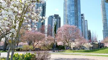 kers bloesems in vol bloeien in de stad bloeiend sakura kers bloesem Afdeling met wolkenkrabber gebouw in achtergrond in lente, Vancouver, v.Chr., Canada. david lam park video