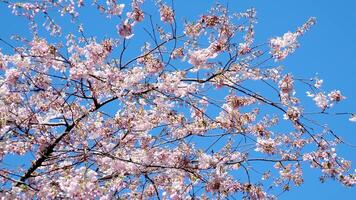 Cereza flores Burrard estación en Canadá Vancouver escalera a rascacielos linterna primavera belleza de naturaleza blanco pasamanos para alpinismo desde cielo tren estación No personas calma día brillante cielo Canadá 2023 video