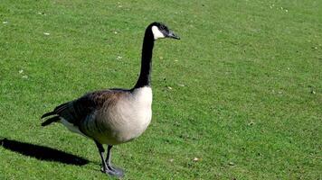 Canadian goose walking in green grass and mud near lake pond video