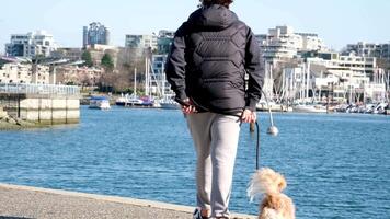 Vancouver, avant JC, Canada. David lam parc marcher avec chiens dans parc animal la vie courir communiquer chiens avoir à connaître chaque autre marcher respirer Frais air le caméra pousse vers le bas le jambes de gens et divers animaux domestiques video