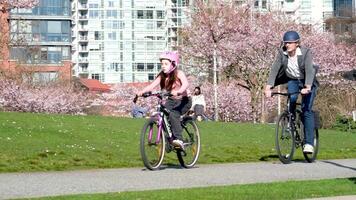 montando bicicletas en un casco familia padre y hija personas disfrutando parque en soleado día. hermosa Cereza florecer en antecedentes. vancouver, antes de Cristo, Canadá. david justicia parque. abril. hermosa naturaleza. video