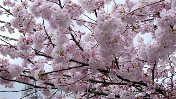 Close up of cherry blossoms in full bloom at Mount Yoshino, Nara Prefecture, Japan video
