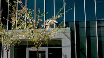 a beautiful white seagull flies against backdrop of huge skyscraper of a glass building of office center in spring, trees are just blossoming wings of seagull camera shoots slow motion Canada Place video