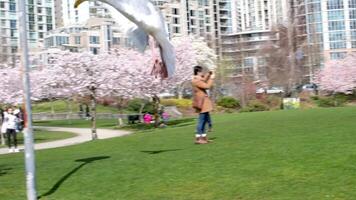 David lam Park Yaletown schön Park im Vancouver hoch Wolkenkratzer Menschen Gehen im Frühling Pazifik Ozean Steg Radfahrer Sonne klar Himmel blühen Kirsche klar sonnig Tag Möwen fliegen sich ausruhen Wochenende video