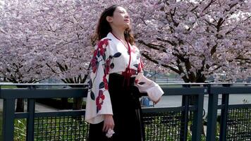 voyageur fille marcher magnifique Jeune Oriental fille agitant sa tête développement sa cheveux contre le Contexte de Cerise fleurs dans Canada dans Vancouver sur un le fer pont Sakura fleur jardin video