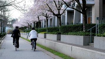 david eu sou parque Yaletown lindo parque dentro Vancouver Alto arranha-céus pessoas caminhando dentro Primavera pacífico oceano cais ciclistas Sol Claro céu florescendo cereja Claro ensolarado dia gaivotas mosca descansar final de semana video