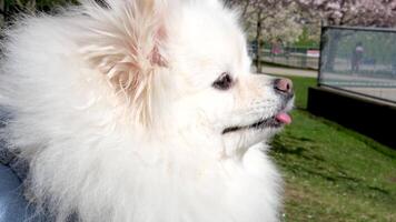 david justicia parque yaletown hermosa mascota camina en calle durante el Cereza flores, un pomeranio en un azul blusa pasa por el cámara en contra el cielo muestra el lengua mullido bien arreglado hermosa perro video