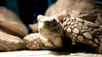 un' portante sperone tartaruga latino centrochelys sulcata con un' bellissimo conchiglia modello in piedi su verde erba su un' chiaro soleggiato giorno. animali mammiferi rettili zoo. video