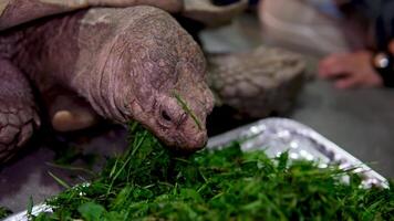 un con espuelas Tortuga latín centrochelys sulcata con un hermosa cáscara modelo en pie en verde césped en un claro soleado día. animales mamíferos reptiles zoológicos. video