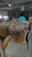 wild leguaan net zo gezien in parque seminarie, ook bekend net zo parque de las leguanen leguaan park quito, Ecuador. video