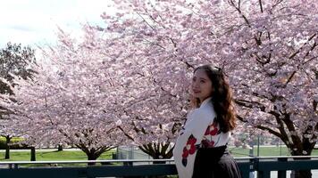 Cereza rama con flores en primavera floración. un hermosa japonés árbol rama con Cereza flores un zumbido abeja es disfrutando el encantador rosado escenario. blanco. primavera flores cereza. sakura antecedentes. video