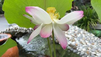 mooi bloeiend lotus bloem in vijver nelumbo nucifera bloem bloeiend in de moerassig Oppervlakte video