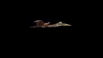 Pteranodon volante dinosauro animazione video