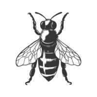 Vintage Honey bee monochrome sketch isolated on white. Hand drawn monochrome wasp illustration for logo, icon, label, packaging design. Engraving etching woodcut style vector