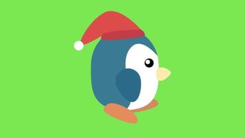 A pigeon wearing Christmas cap walking majestically isolated on green background. video