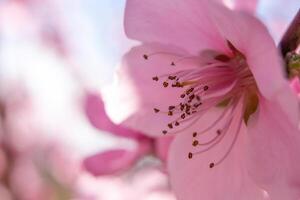 close up pink peach flower against a blue sky. The flower is the main focus of the image, and it is in full bloom. photo