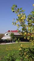 Plentiful blooming. Branches swaying in wind against the background of house in village. Spring and sunny weather. video