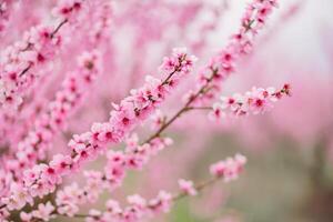 A peach blooms in the spring garden. Beautiful bright pale pink background. A flowering tree branch in selective focus. A dreamy romantic image of spring. Atmospheric natural background photo