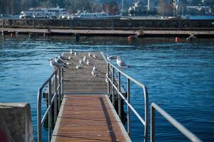 Beautiful view of a pedestrian bridge for boarding a ship with seagulls sitting in a row, against the background of boats moored in Lake Como marina. Travel and tourism concept. Italy Lombardy photo