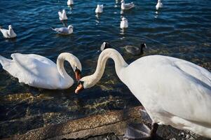 hermosa blanco cisnes comer y alimentar en lago como en Italia. foto