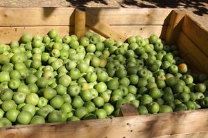 frutas y vegetales son vendido a un bazar en Israel. foto