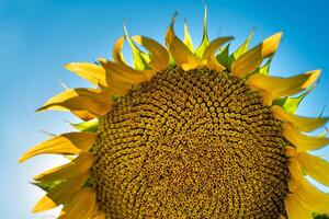 Half of a sunflower flower against a blue sky. The sun shines through the yellow petals. Agricultural cultivation of sunflower for cooking oil. photo
