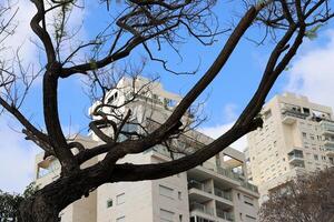 Buildings and structures in Tel Aviv against the background of branches and leaves of tall trees. photo