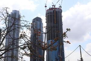 Buildings and structures in Tel Aviv against the background of branches and leaves of tall trees. photo