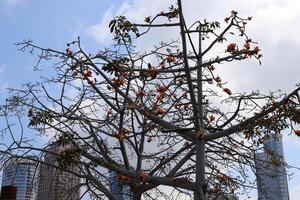 Buildings and structures in Tel Aviv against the background of branches and leaves of tall trees. photo